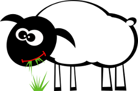 ovca