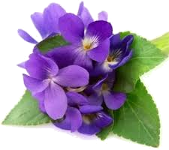 Ljubicica