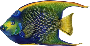 Riba