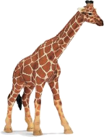 Zirafa
