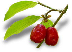 Drenjina