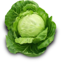 Kupus