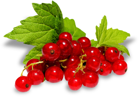 Ribizla