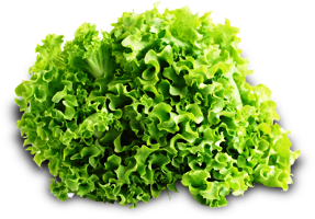 Zelena salata